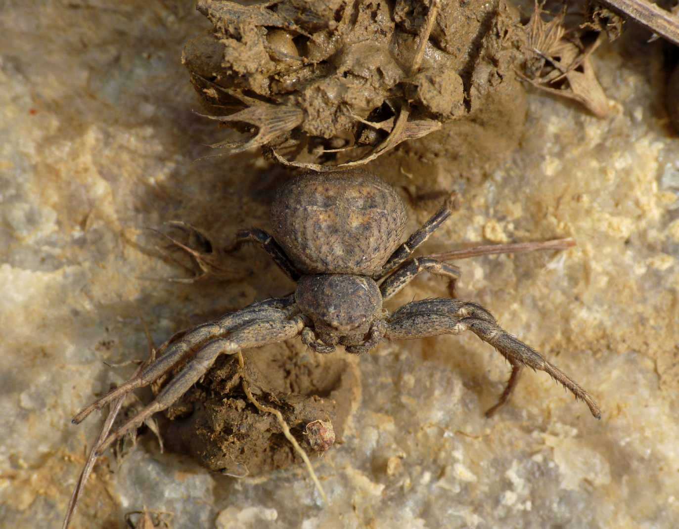 Xysticus sp.